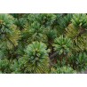 Pinus Parviflora - 10 graines