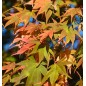 Acer Palmatum - 10 graines Acer Palmatum - 10 graines
