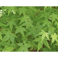 Feuillage printanier et estival acer palmatum