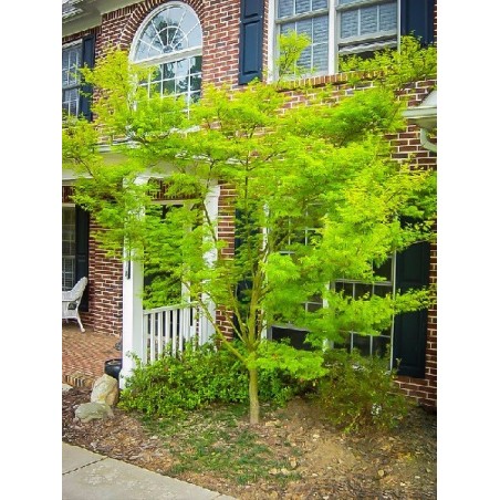 Acer Palmatum - 10 graines