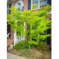 Acer Palmatum - 10 graines Acer Palmatum - 10 graines
