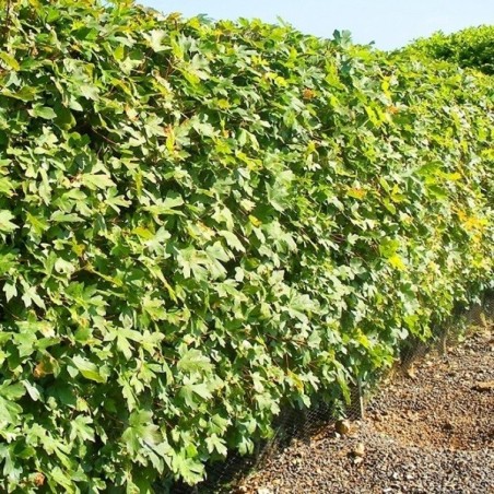 Acer Campestre - 10 graines