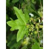 Feuille et fleurs d'acer campestre