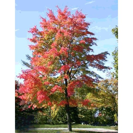 Acer Rubrum - 10 graines