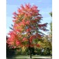 Acer Rubrum - 10 graines Acer Rubrum - 10 graines