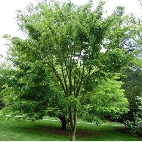 Acer Davidii - 10 graines