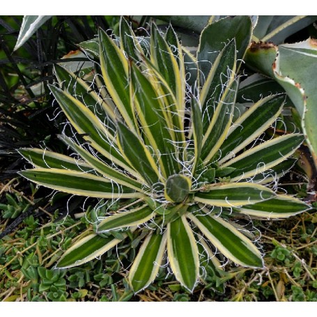 Plant d'agave schidigera