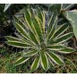 Agave Schidigera - 10 graines