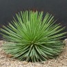 Agave Striata - 10 graines