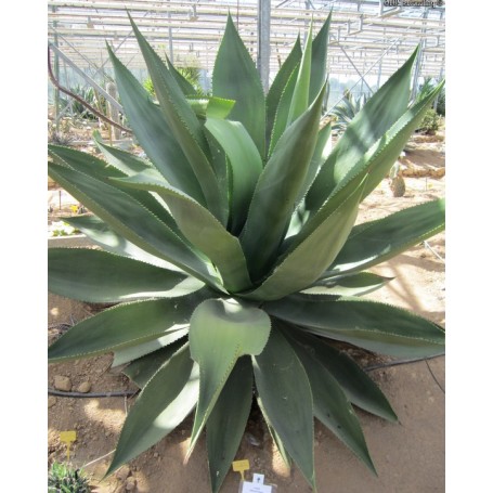 Plant d'agave underwoodii