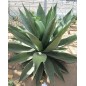 Agave Underwoodii - 10 graines Agave Underwoodii - 10 graines