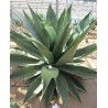 Plant d'agave underwoodii