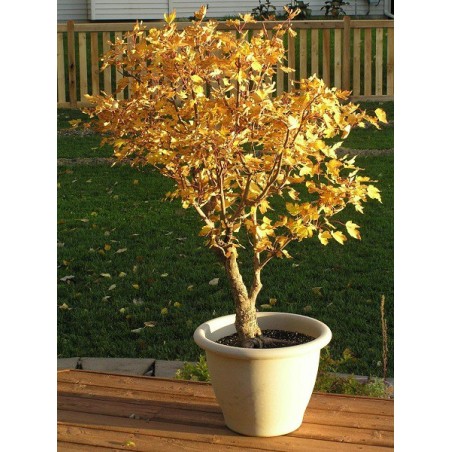 Acer Saccharinum - 10 graines