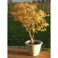 Acer Saccharinum - 10 graines Acer Saccharinum - 10 graines