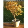 Acer Saccharinum - 10 graines