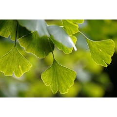 Feuilles à deux lobes du ginkgo biloba
