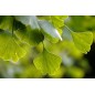 Ginkgo Biloba - 10 graines Ginkgo Biloba - 10 graines