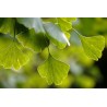 Feuilles à deux lobes du ginkgo biloba