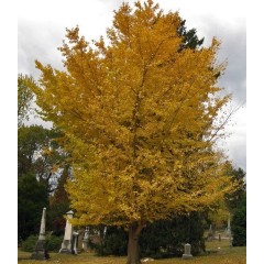Feuillage automnal du ginkgo biloba