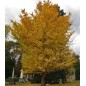 Ginkgo Biloba - 10 graines Ginkgo Biloba - 10 graines