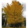 Feuillage automnal du ginkgo biloba