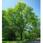 Gleditsia Triacanthos - 10 graines