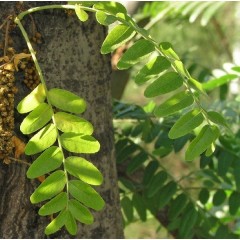 Feuilles de gleditsia triacanthos