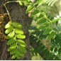 Gleditsia Triacanthos - 10 graines
