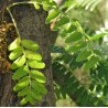 Feuilles de gleditsia triacanthos