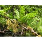 Gleditsia Triacanthos - 10 graines