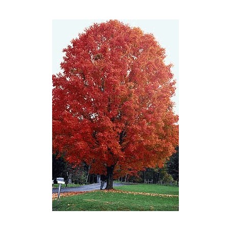 Acer Saccharum - 10 graines