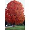 Acer Saccharum - 10 graines