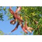 Gleditsia Triacanthos - 10 graines