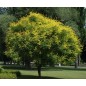 Koelreuteria Paniculata - 10 graines Koelreuteria Paniculata - 10 graines