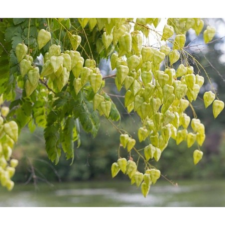 Koelreuteria Paniculata - 10 graines