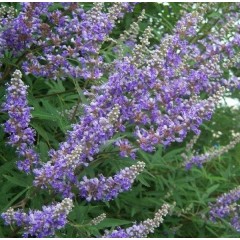 Fleurs de Gattilier