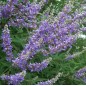 Vitex Agnus Castus - 10 graines Vitex Agnus Castus - 10 graines
