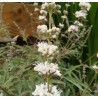 Fleurs de Gattilier blanc