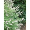 Gattilier blanc en floraison