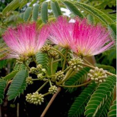 Fleurs d'albizia julibrissin