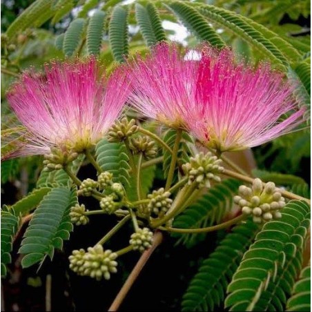 Fleurs d'albizia julibrissin