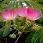 Albizia Julibrissin - 10 graines Albizia Julibrissin - 10 graines