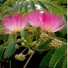 Fleurs d'albizia julibrissin