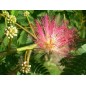 Albizia Julibrissin Rosea - 10 graines Albizia Julibrissin Rosea - 10 graines