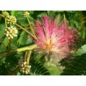 Fleur d'albizia julibrissin rose