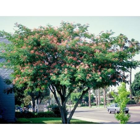 Arbre de soie rose en pleine terre