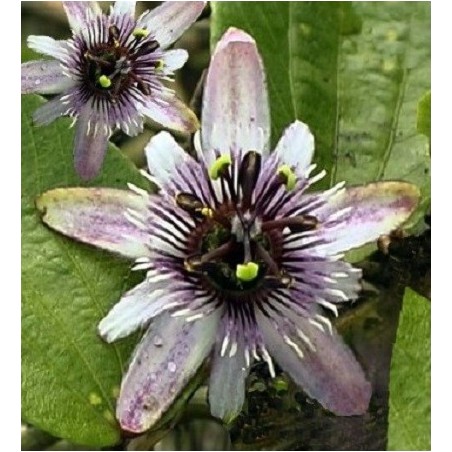 Fleur de la passion violette - Passiflora alnifolia