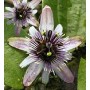 Passiflora Alnifolia - 10 graines