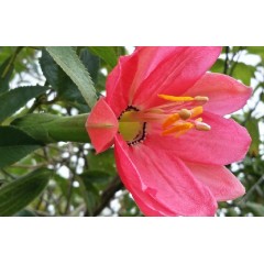 Graines de Passiflora Mixta - 10 graines - Graines exotiques -  - 1