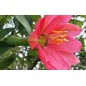 Passiflora Mixta - 10 graines Passiflora Mixta - 10 graines